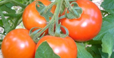 Rezepte